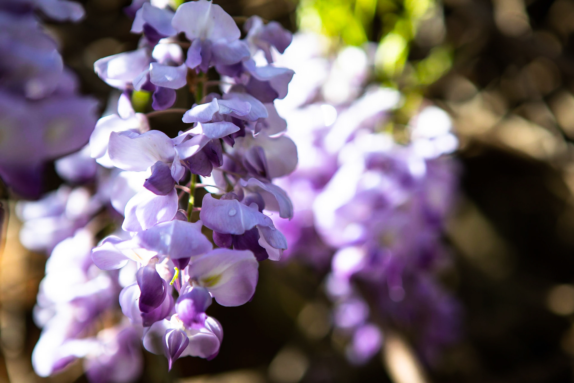 Wisteria in NC