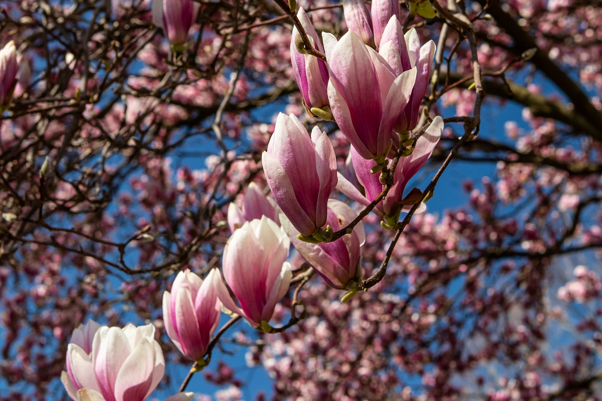 Magnolia! Harbinger of Spring