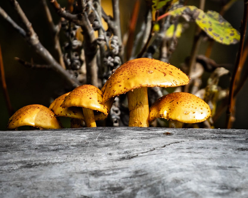 Mushrooms All in a Row