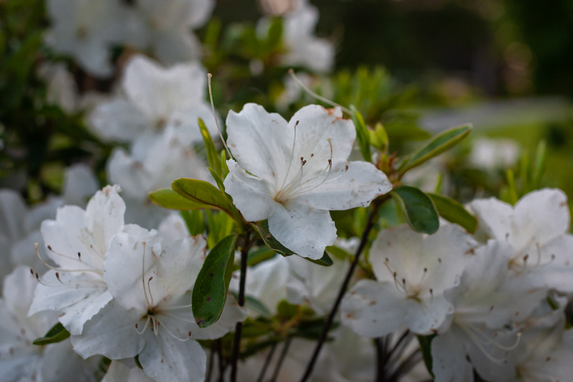 White Azalea