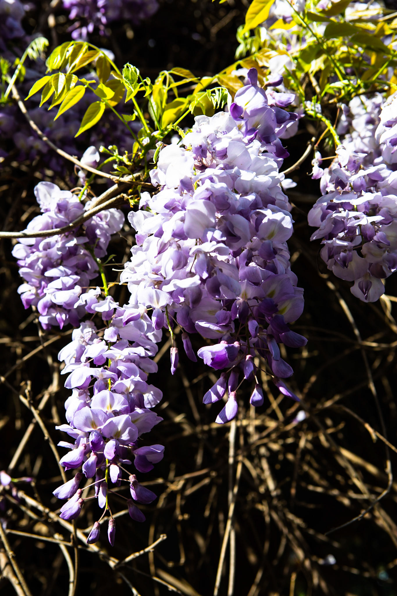 Closeup of Wisteria