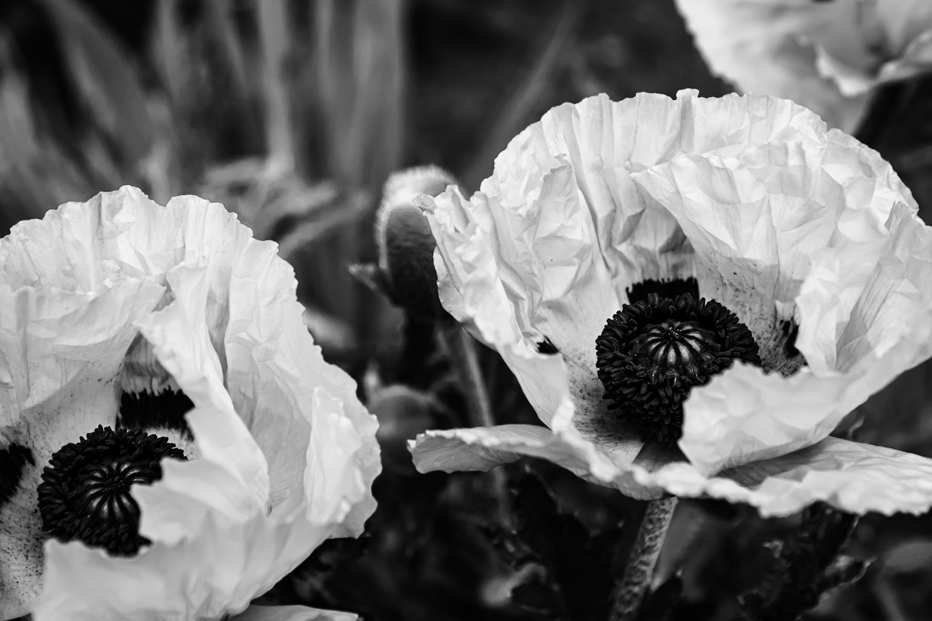 Red Poppies