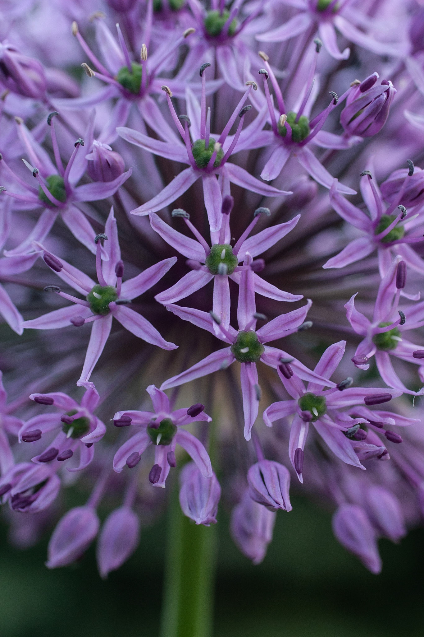 Bursting with Blooms