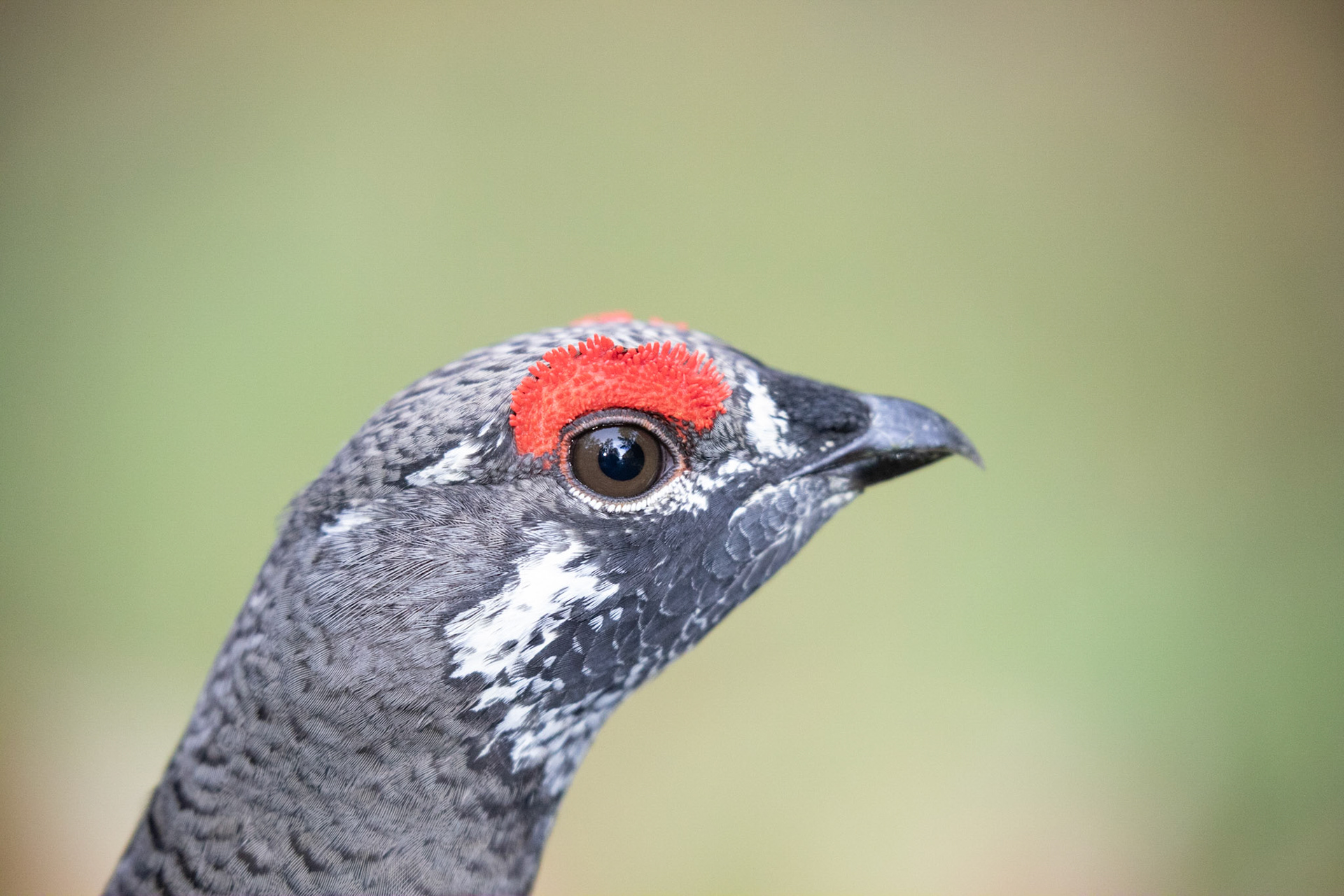 Spruce Grouse