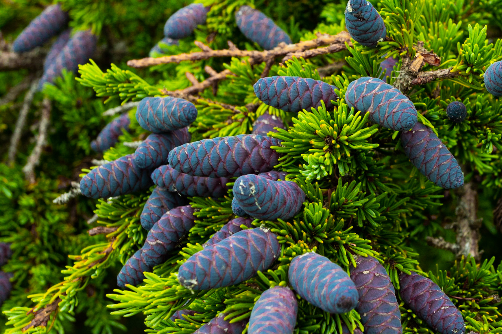 Purple Cones