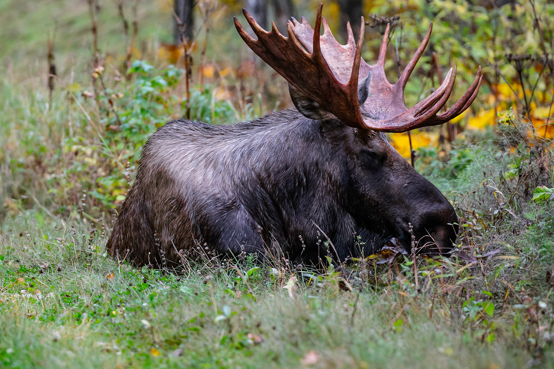 Bull Moose - Kincaid Park