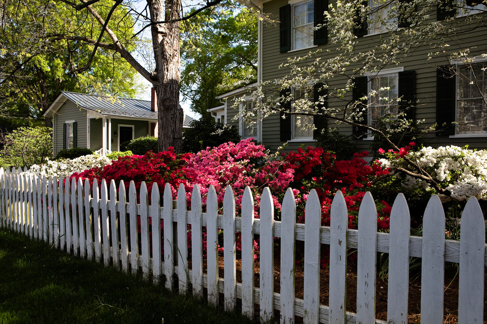 Row of azaleas.