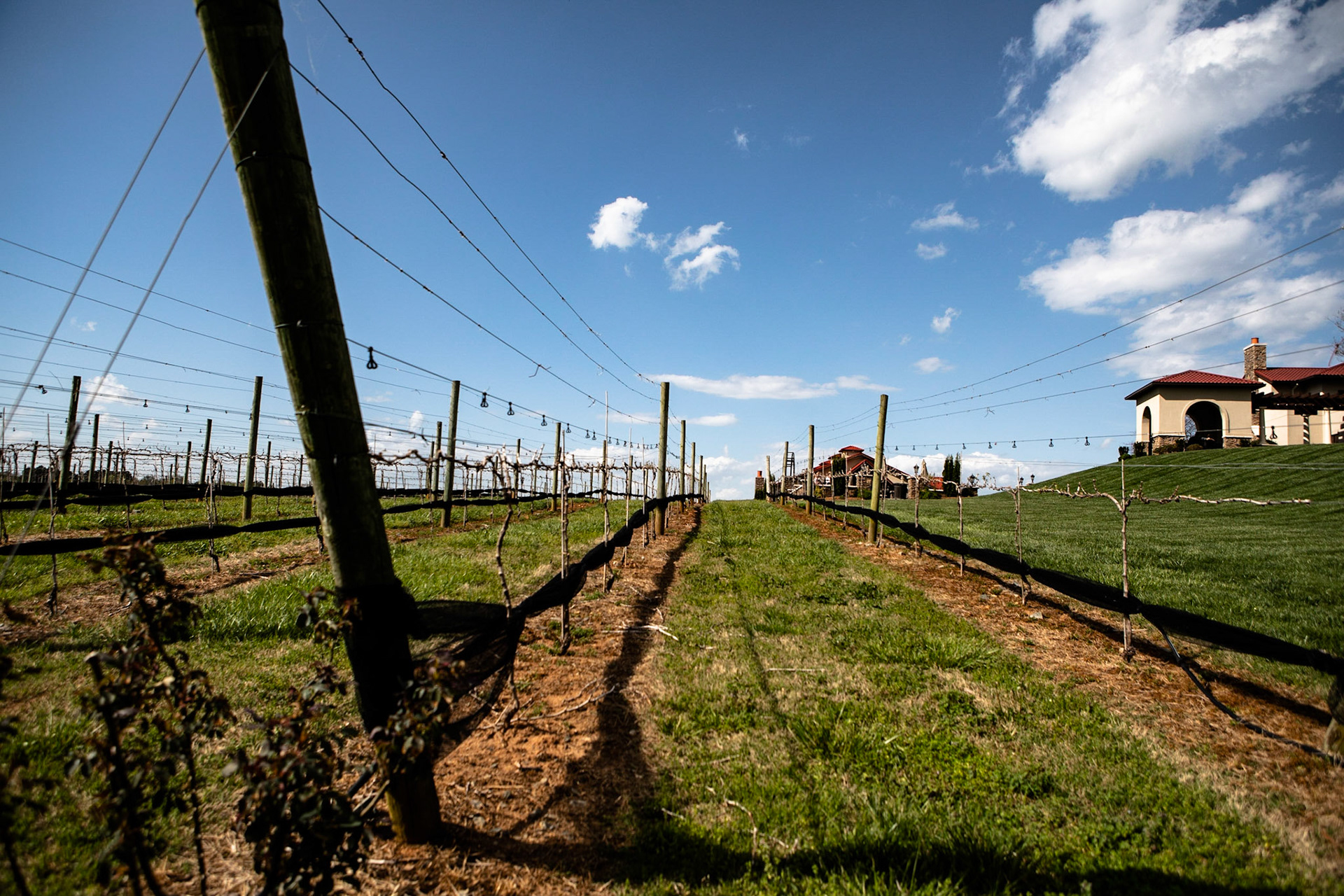 Childress Vineyard