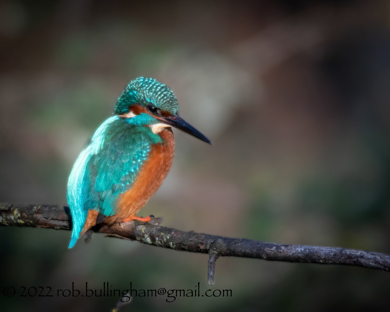 Alert Kingfisher