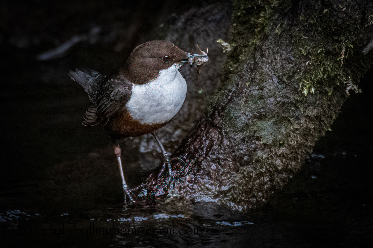 Dipper with food
