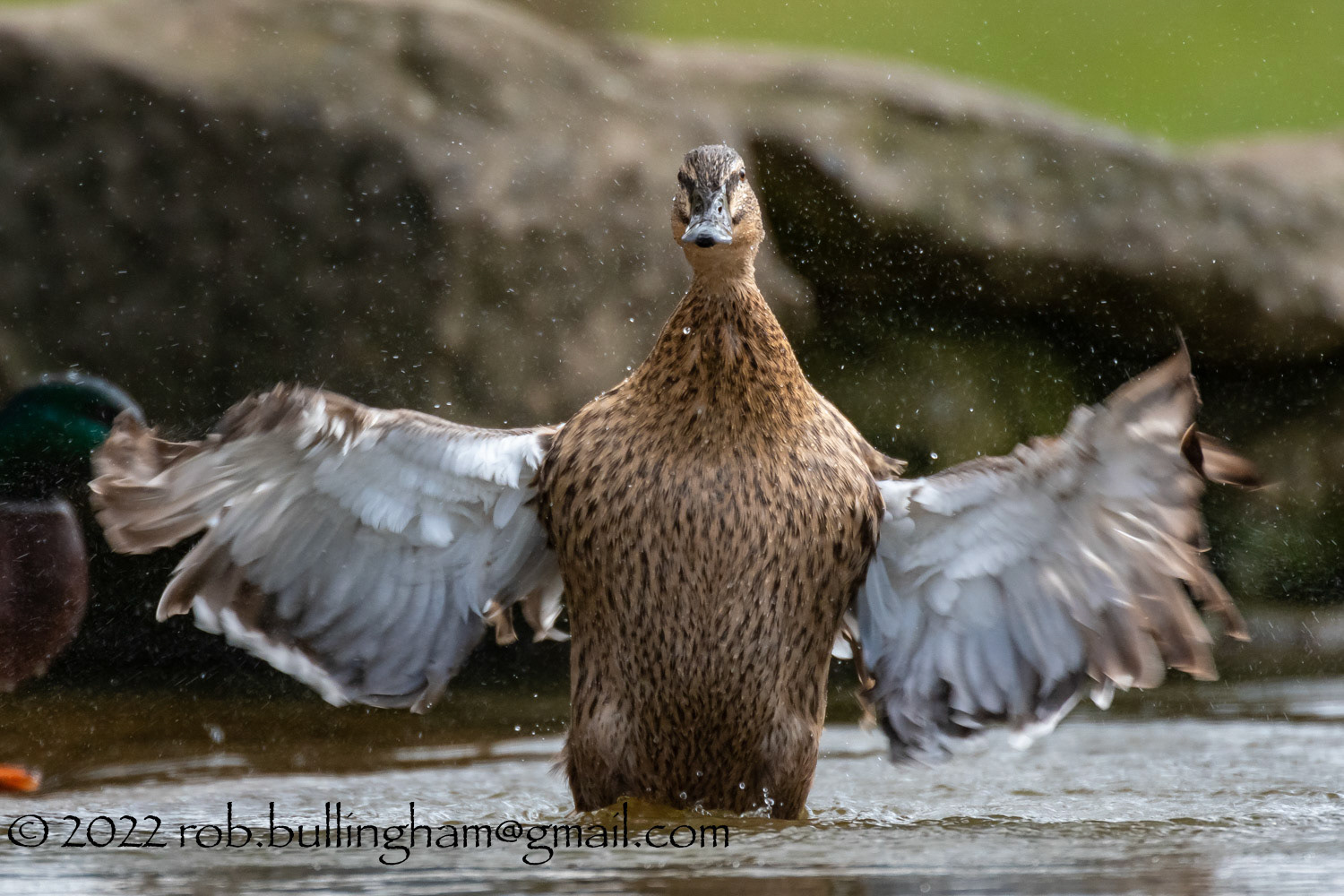 Mallard Splash About
