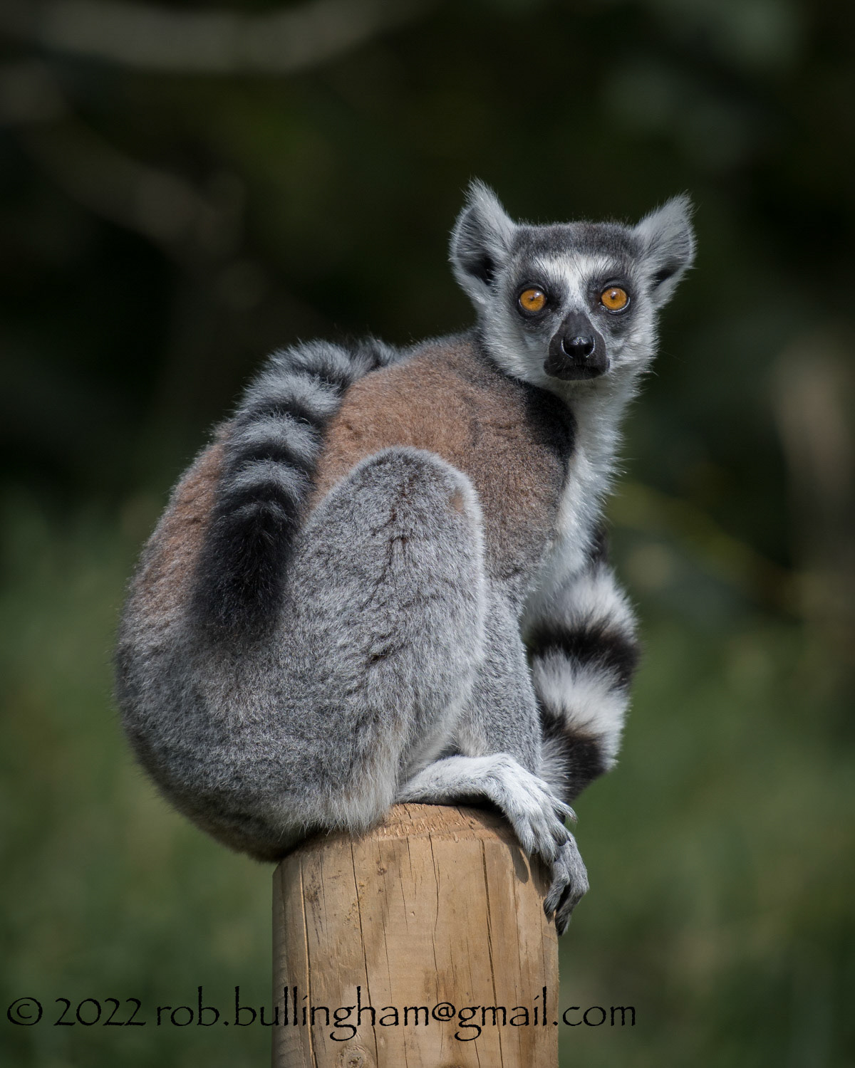 Ring-tailed lemur taken at the Jersey Zoo