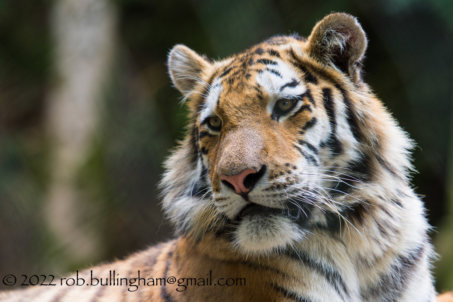 Portrait of one of the Magnificent Tigers at Dartmoor Zoo
