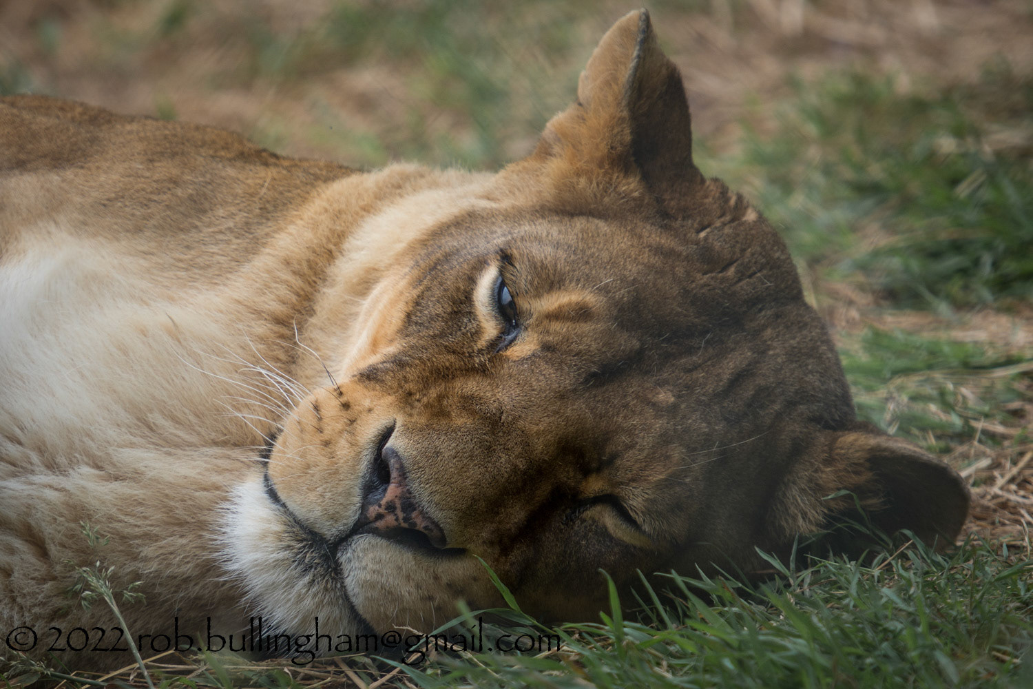 Sleeping Lioness at the Dartmoor Zoo