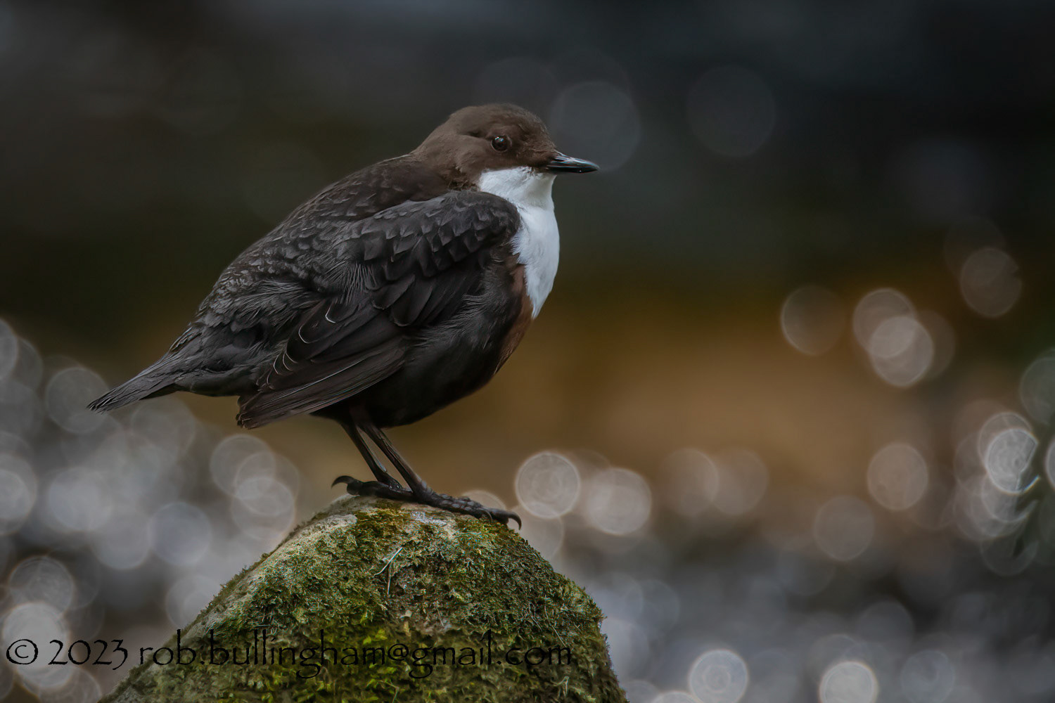 Dipper on Rock