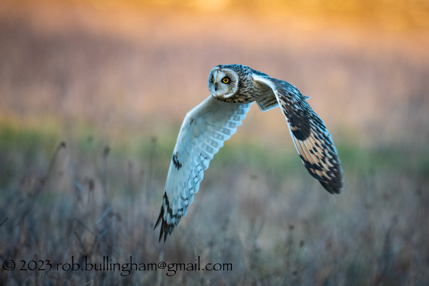 Short Eared Owl
