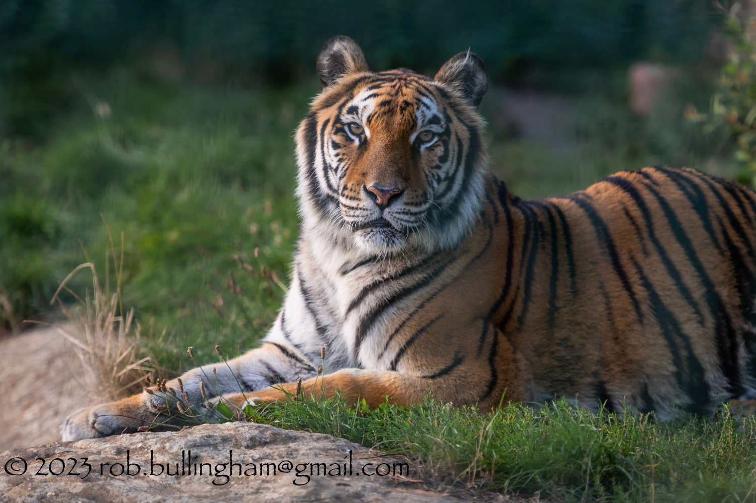Big Cats at the Wildheart Sanctuary