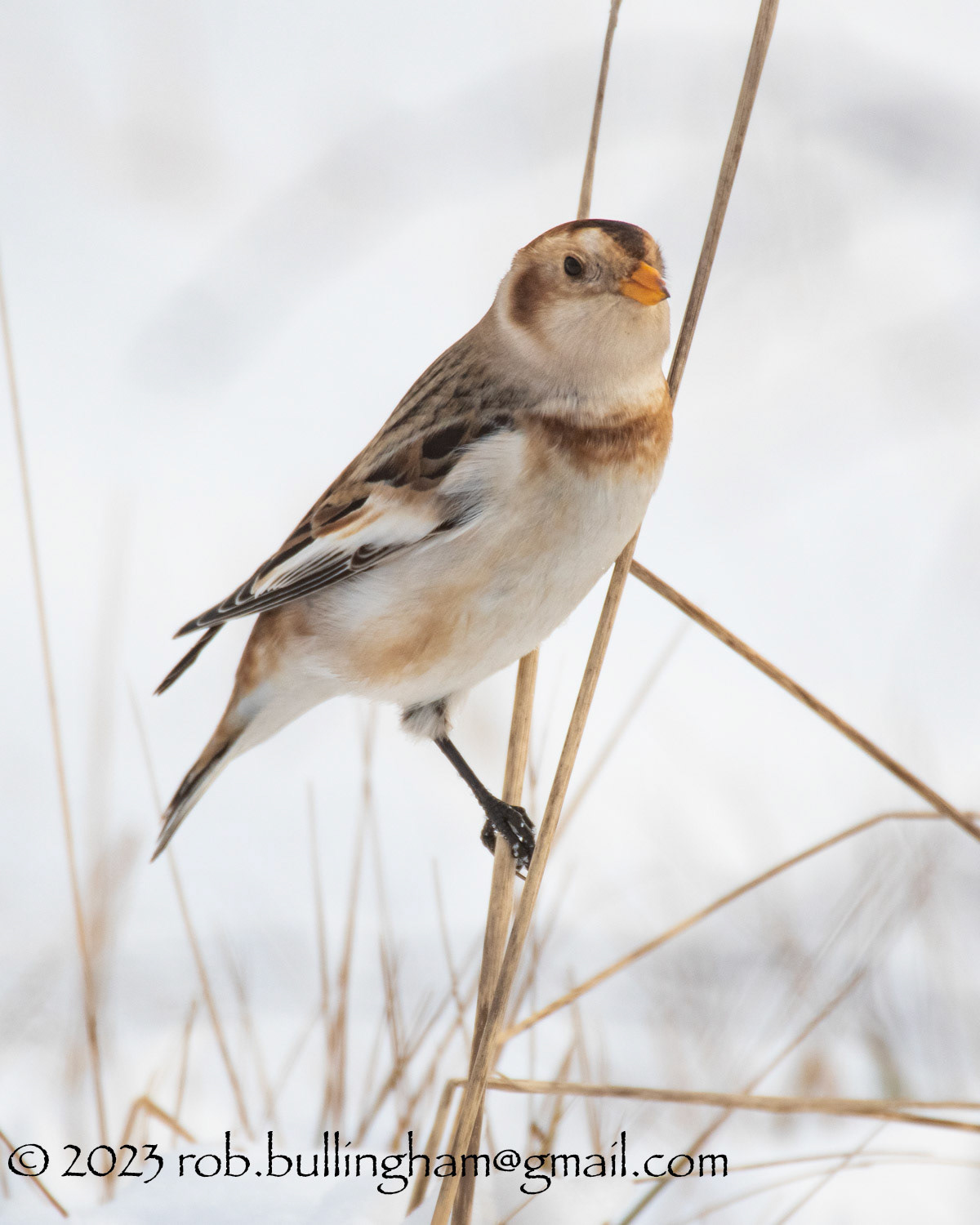 Snow buntings are large buntings, with striking 'snowy' plumages. Males in summer have all white heads and underparts contrasting with a black mantle and wing tips. Females are a more mottled above. In autumn and winter birds develop a sandy/buff wash to their plumage and males have more mottled upperparts.Globally, they breed around the arctic from Scandinavia to Alaska, Canada and Greenland and migrate south in winter. They are a scarce breeding species in the UK, in Scotland, making them an Amber List species. They are more widespread in winter in the north and east when residents are joined by continental birds.