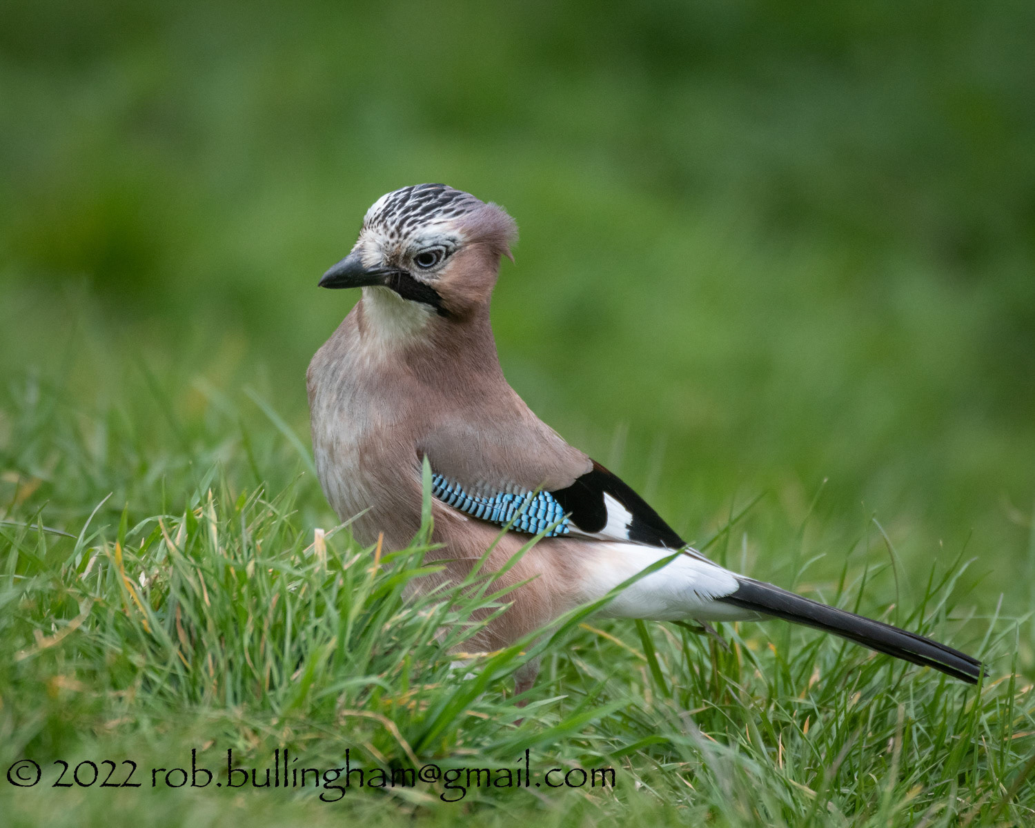 Jay in the Grass