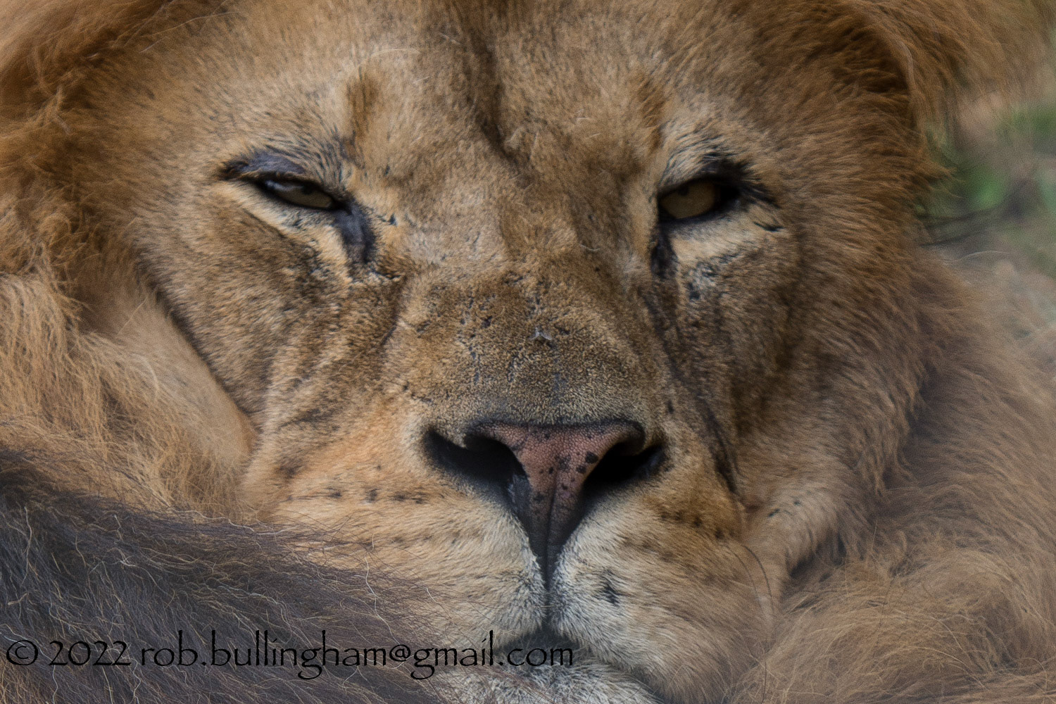 Close up of one of the Magnificent Lions at Dartmoor Zoo