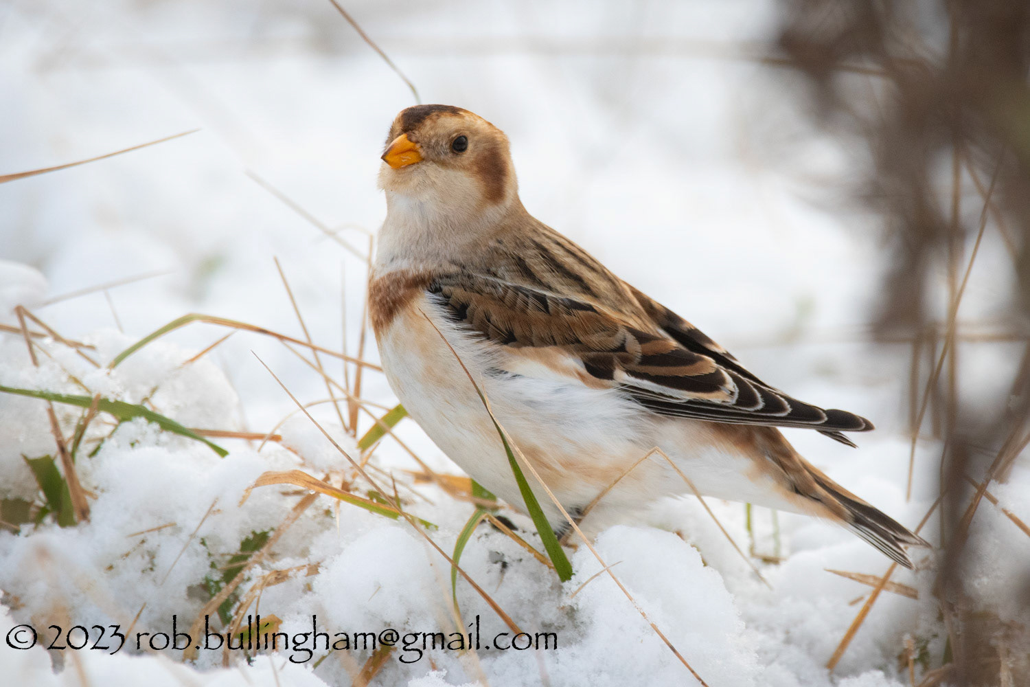 Snow buntings are large buntings, with striking 'snowy' plumages. Males in summer have all white heads and underparts contrasting with a black mantle and wing tips. Females are a more mottled above. In autumn and winter birds develop a sandy/buff wash to their plumage and males have more mottled upperparts.Globally, they breed around the arctic from Scandinavia to Alaska, Canada and Greenland and migrate south in winter. They are a scarce breeding species in the UK, in Scotland, making them an Amber List species. They are more widespread in winter in the north and east when residents are joined by continental birds.