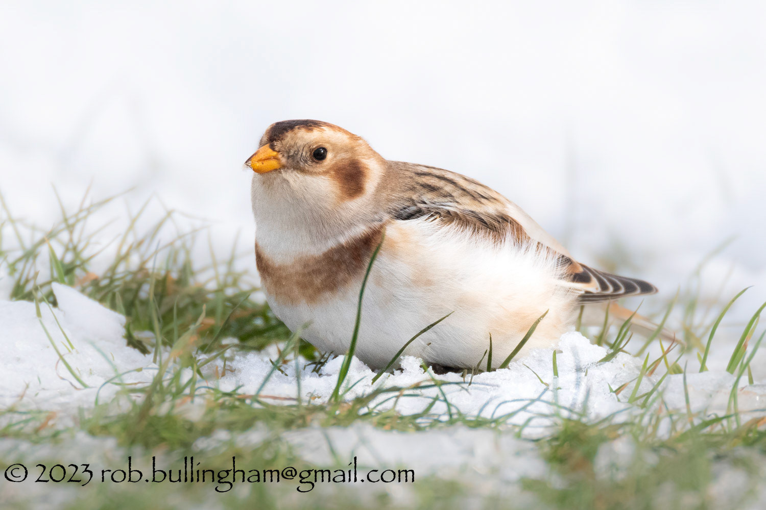 Snow buntings are large buntings, with striking 'snowy' plumages. Males in summer have all white heads and underparts contrasting with a black mantle and wing tips. Females are a more mottled above. In autumn and winter birds develop a sandy/buff wash to their plumage and males have more mottled upperparts.Globally, they breed around the arctic from Scandinavia to Alaska, Canada and Greenland and migrate south in winter. They are a scarce breeding species in the UK, in Scotland, making them an Amber List species. They are more widespread in winter in the north and east when residents are joined by continental birds.