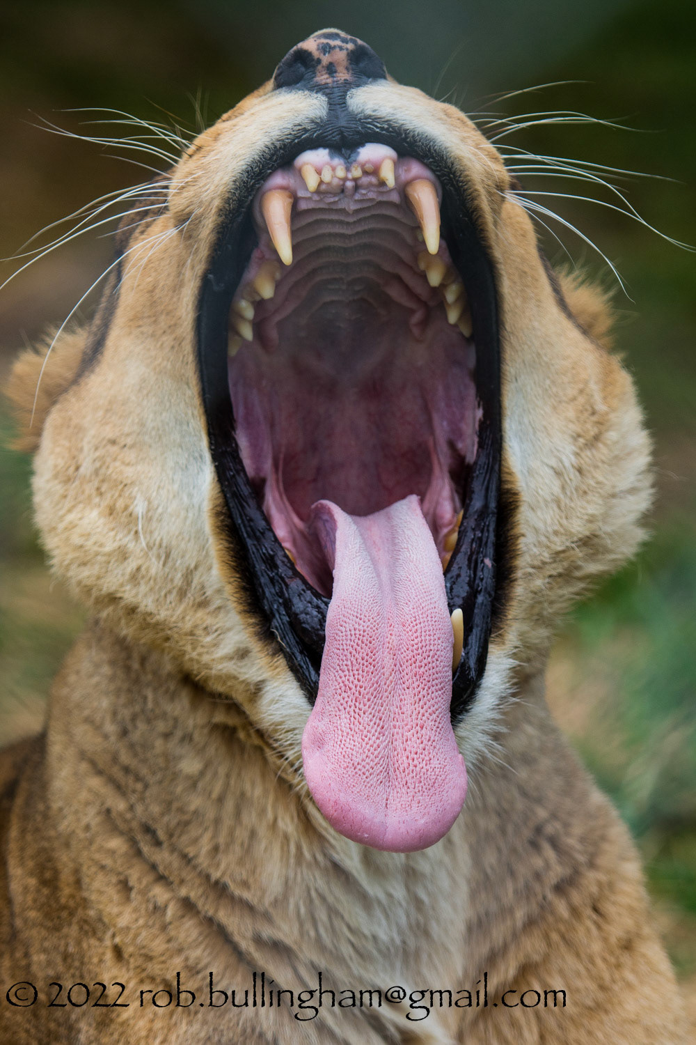 Yawning Lioness taken att he Dartmoor Zoo