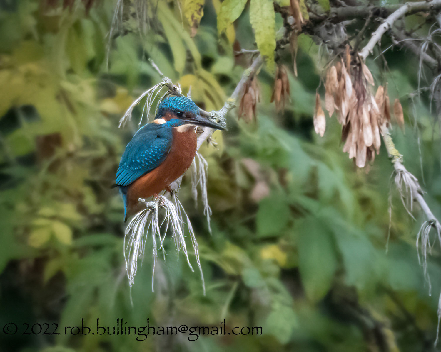 Kingfisher