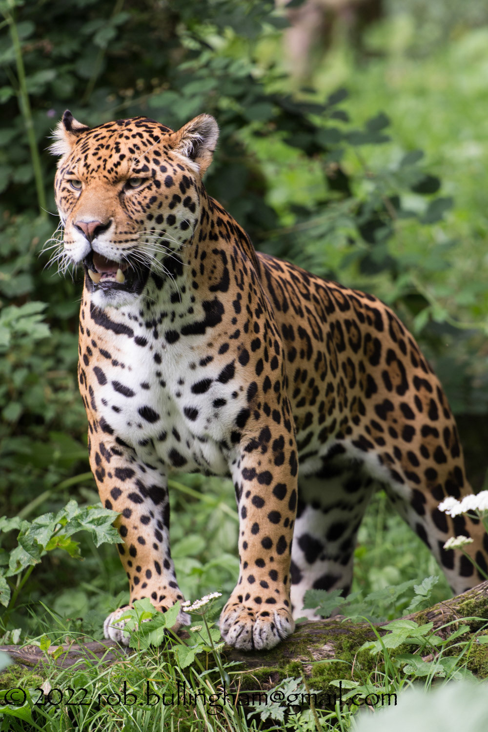 Jaguar on the prowl, taken at the Dartmoor Zoo