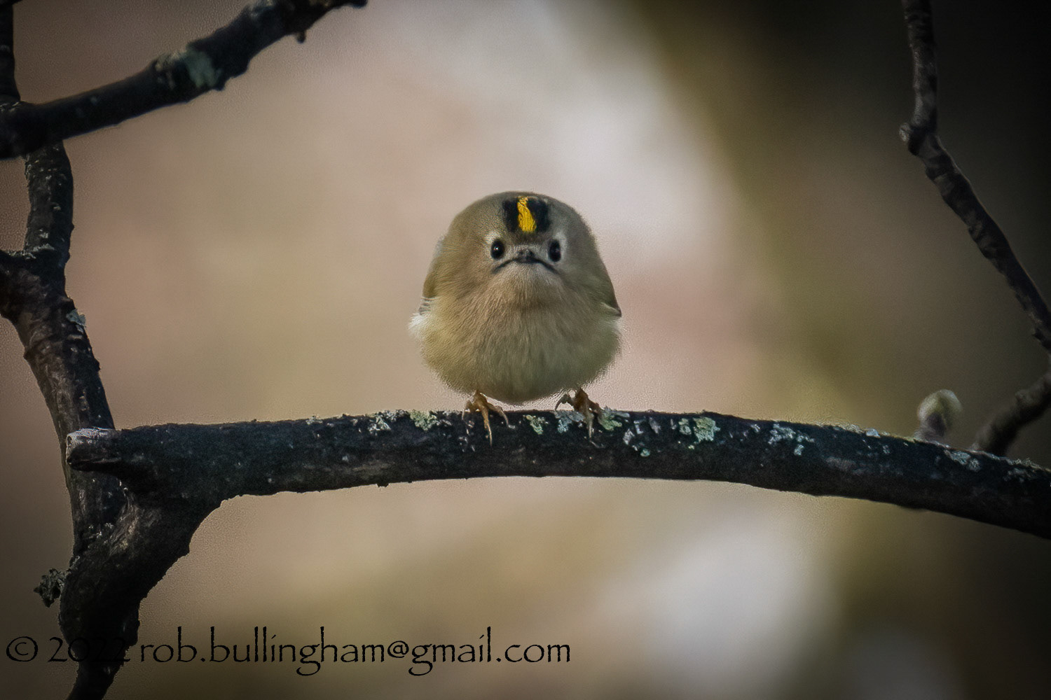 Who You Looking At