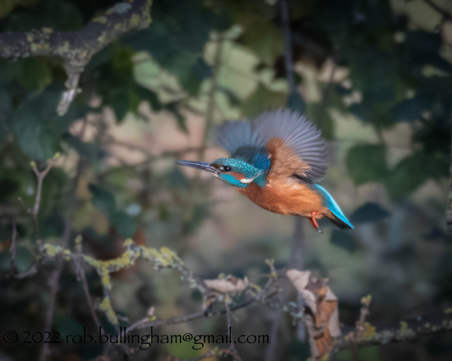 Kingfisher in flight