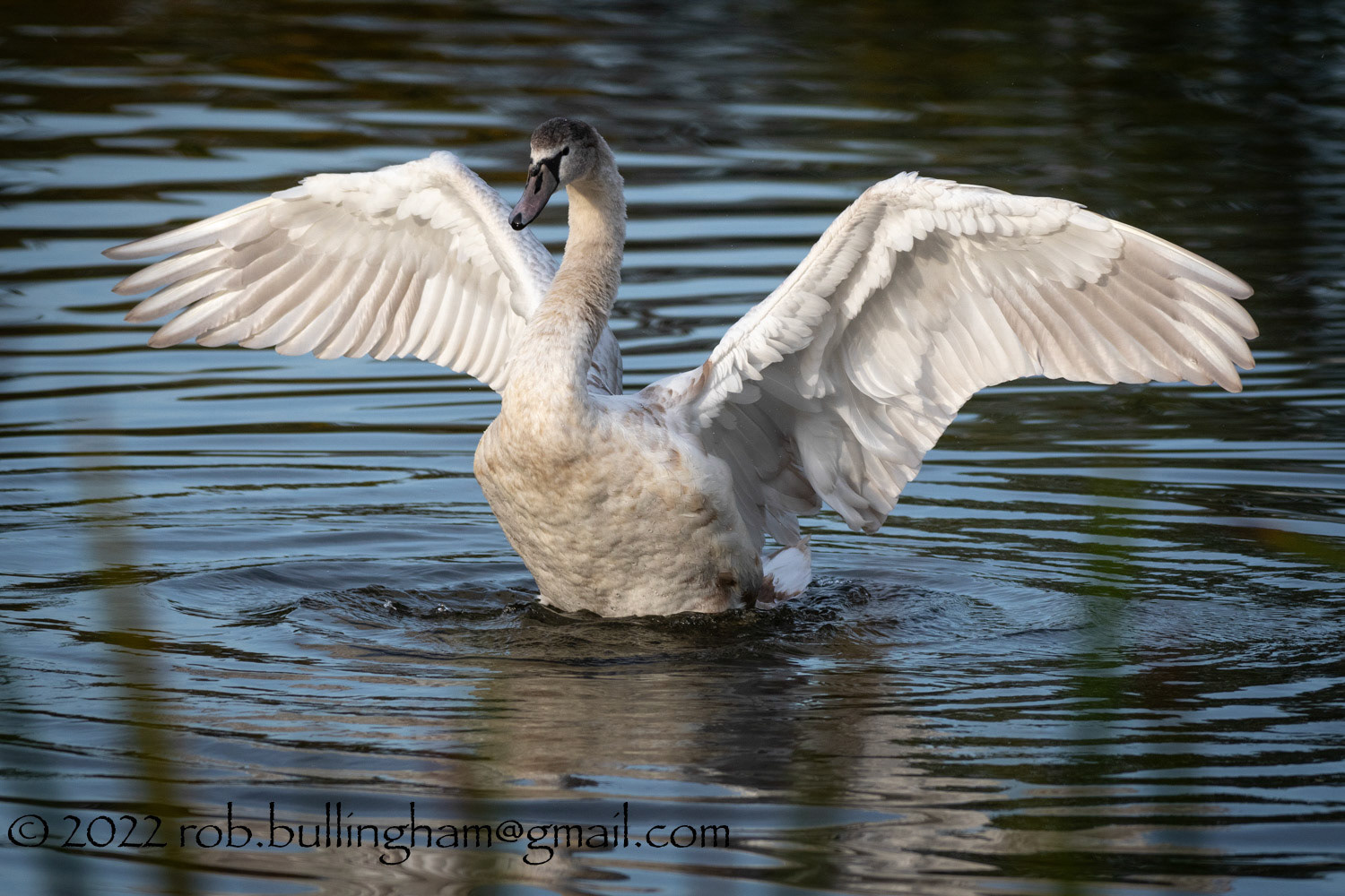 In a flap