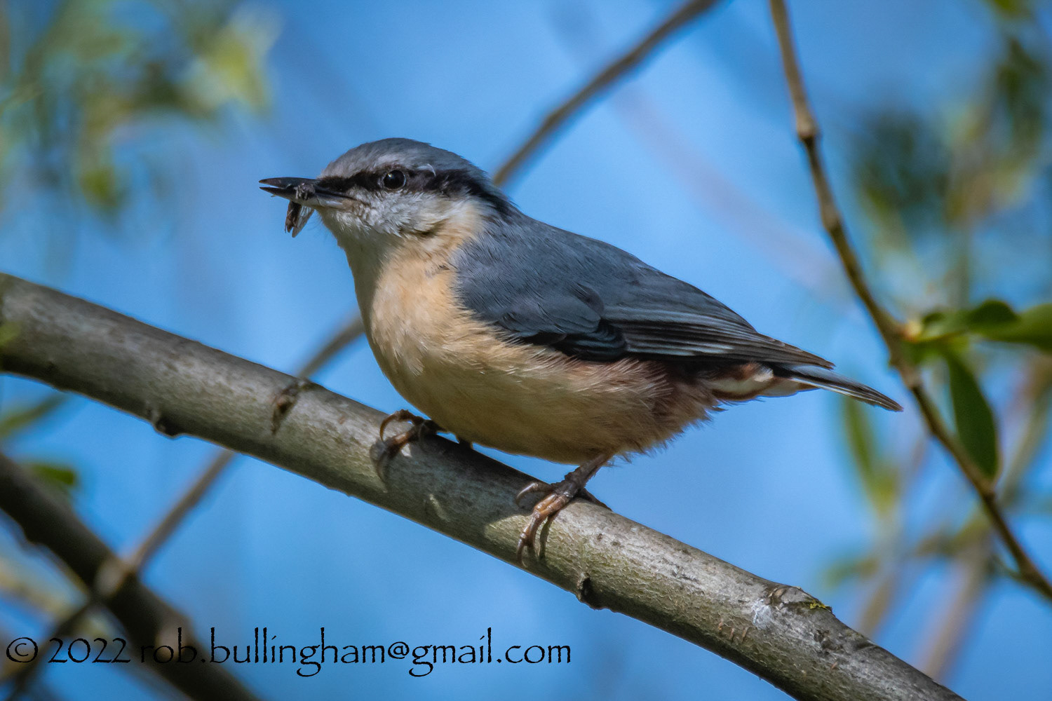 Nuthatch with bug