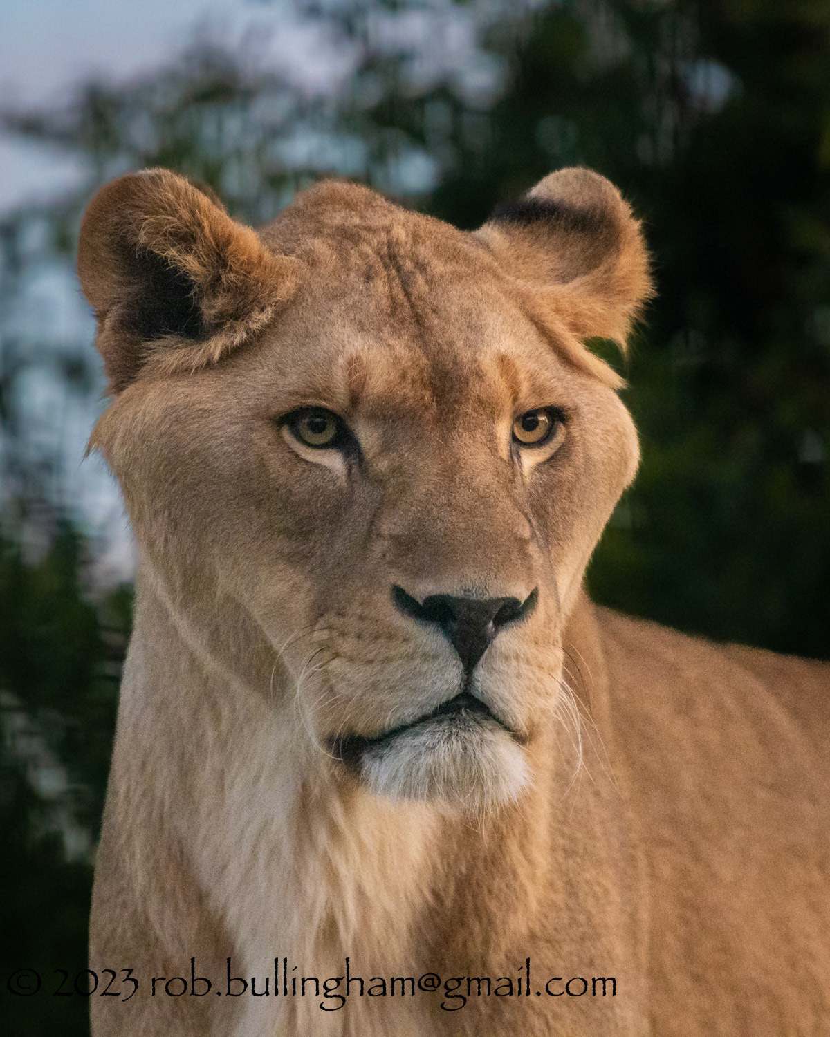 Big Cats at the Wildheart Sanctuary