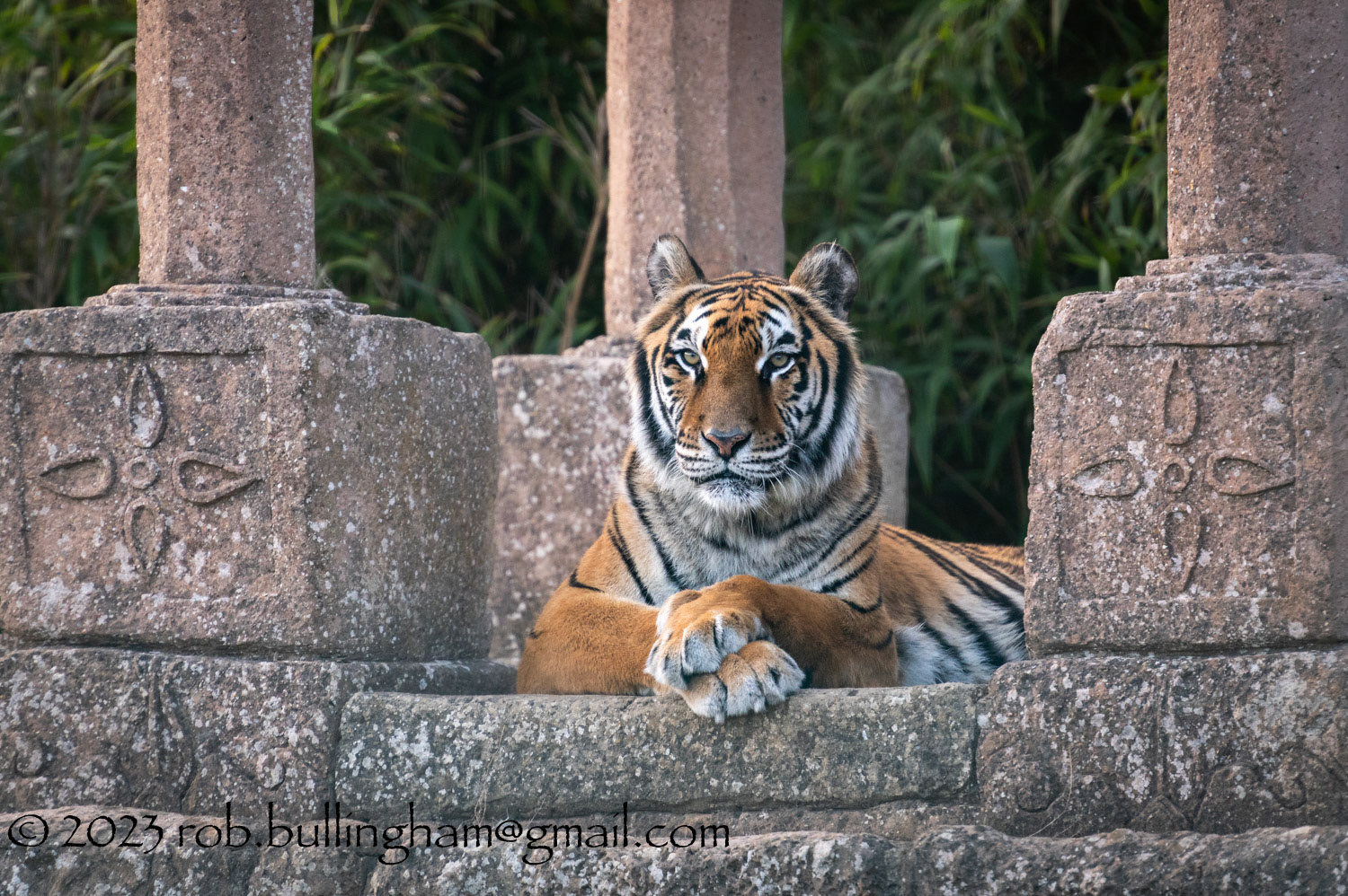 Big Cats at the Wildheart Sanctuary