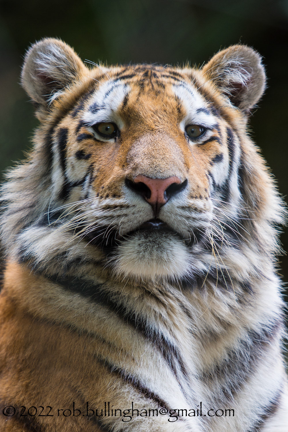 Portrait of one of the Magnificent Lions at Dartmoor Zoo