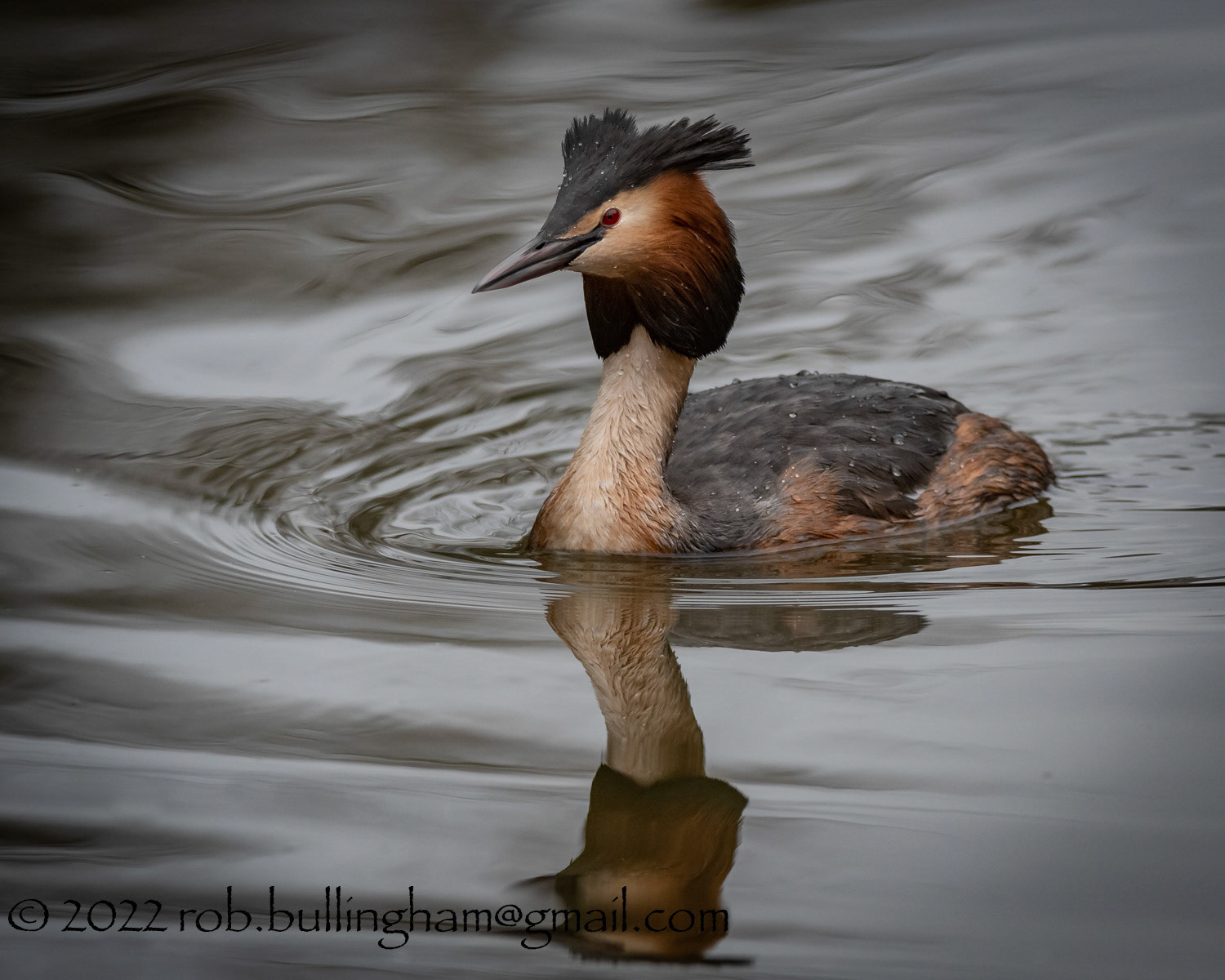 Great Crested Grebe