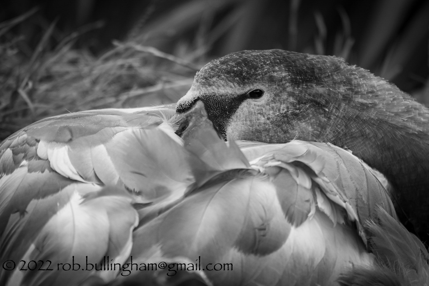 Sleepy Cygnet
