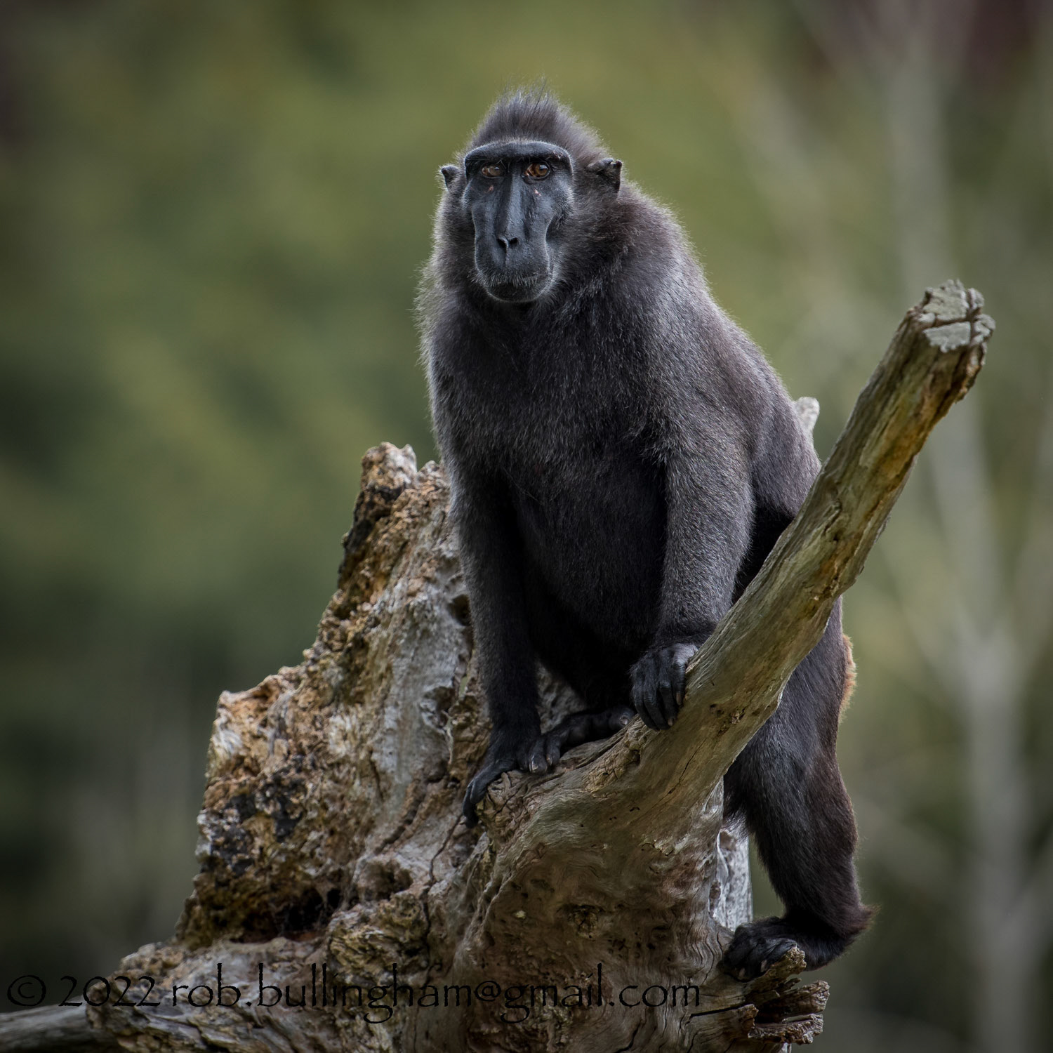 Sulawesi crested black macaque taken at Jersey Zoo