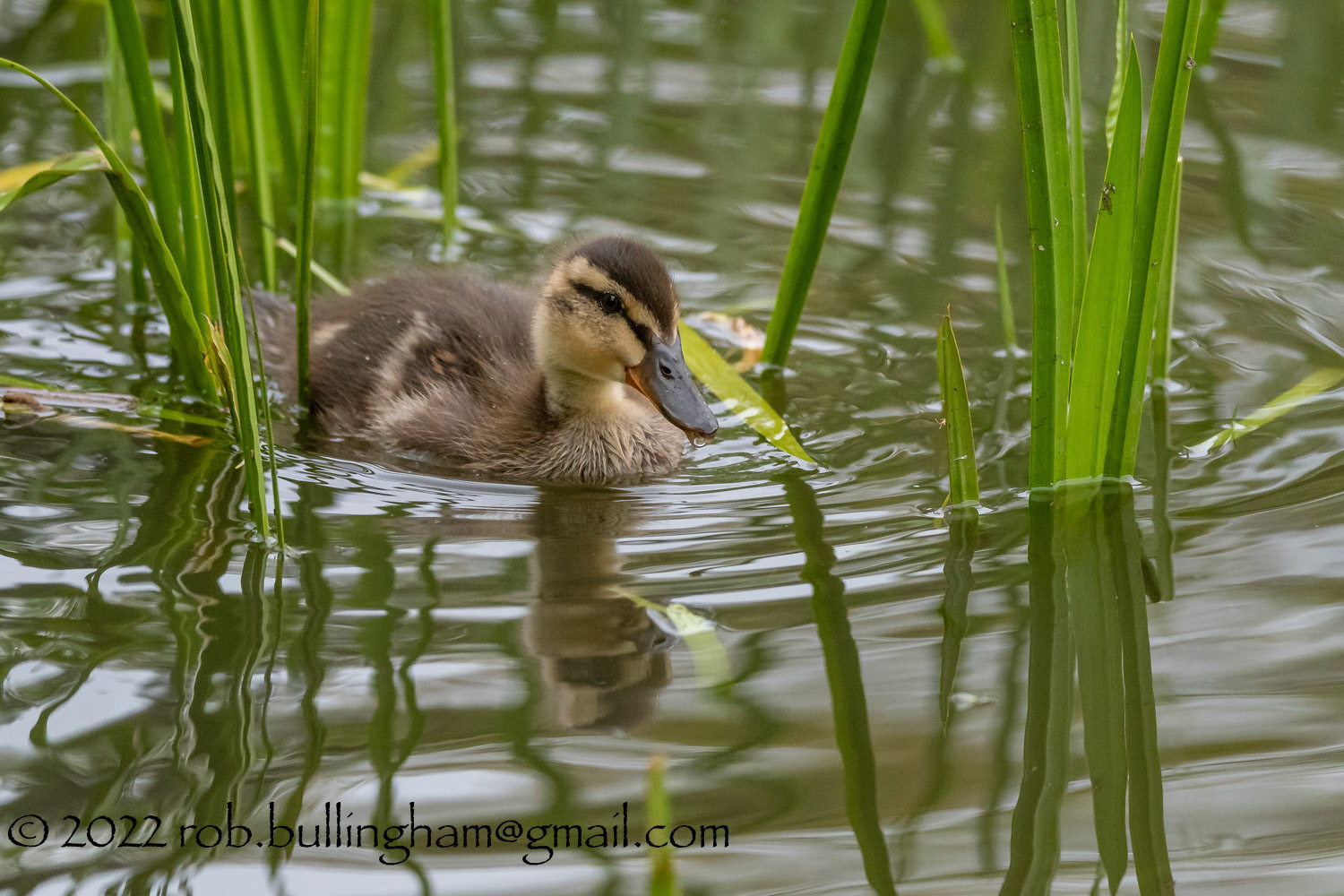 Mallard Chick