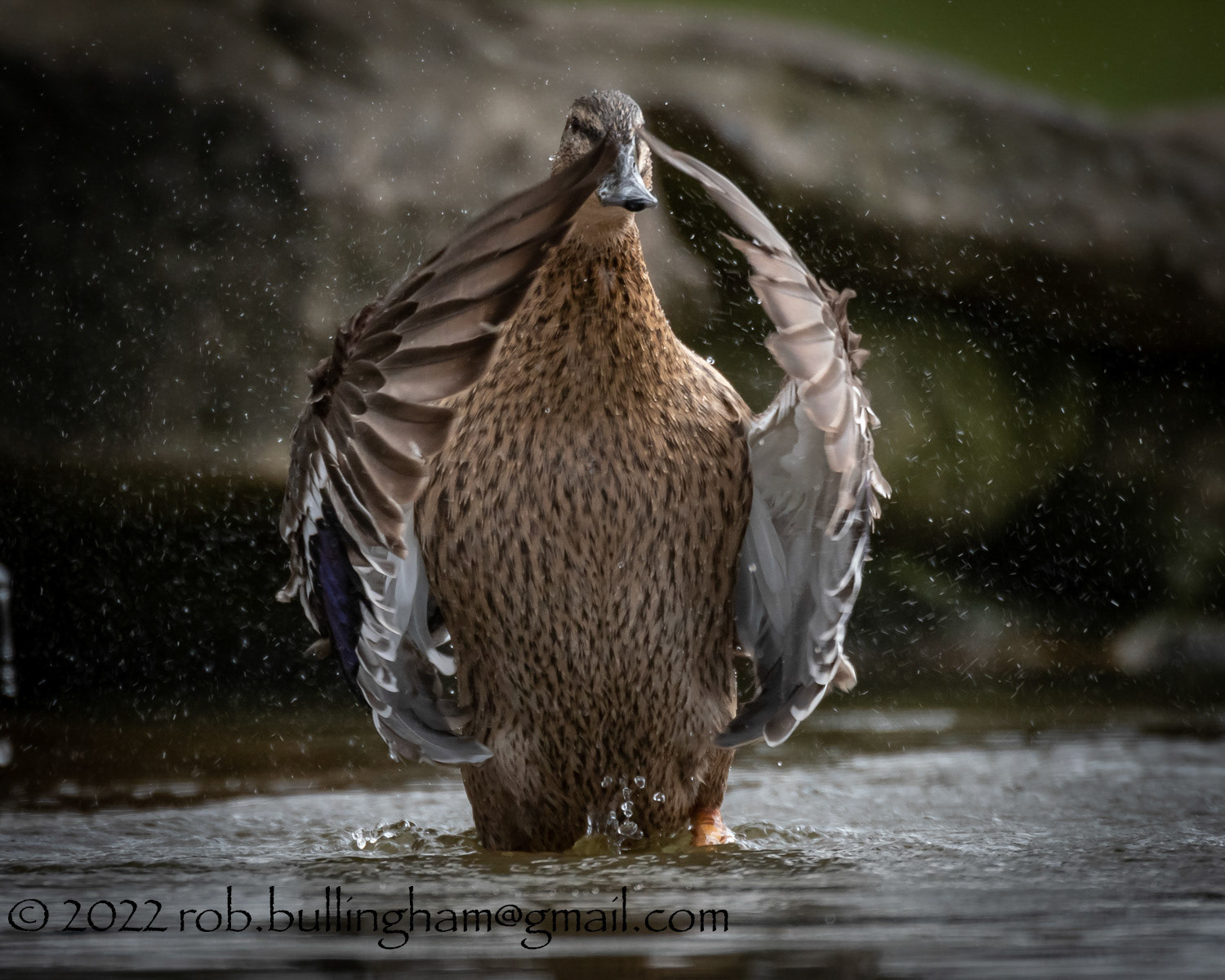 Mallard Splash About