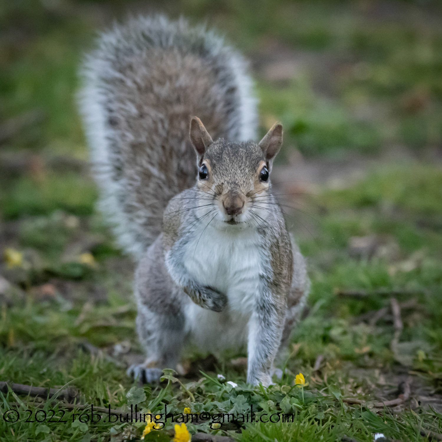 Squirrel stand off