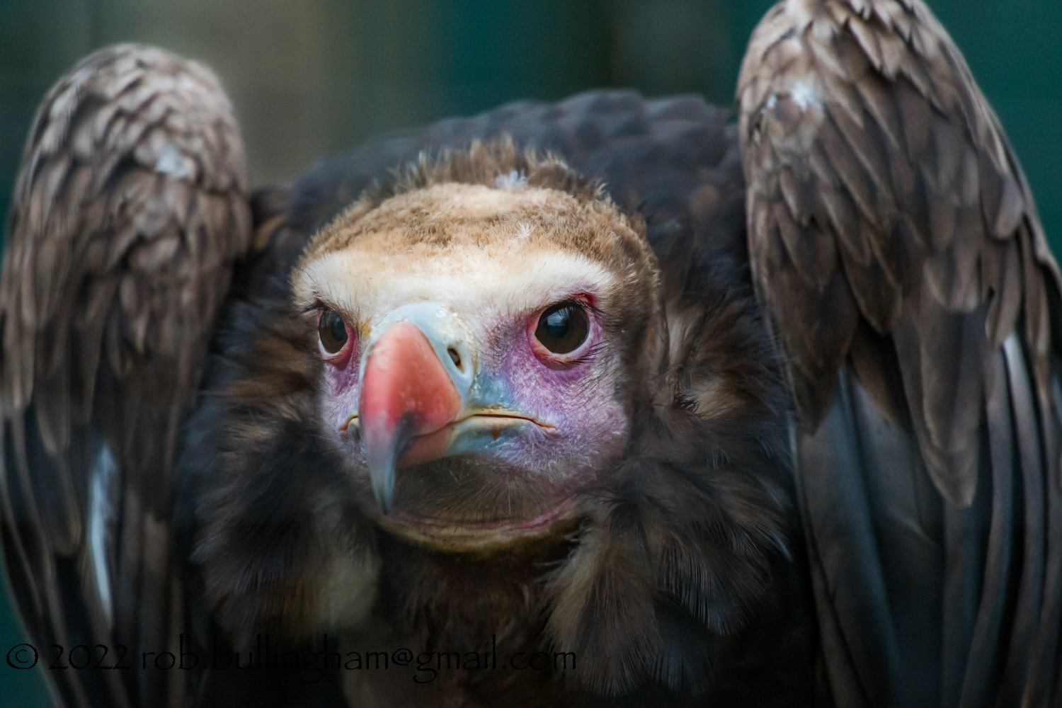 One of the Vulture team taken during a recent trip to the Hawk Conservancy Trust (Andover)