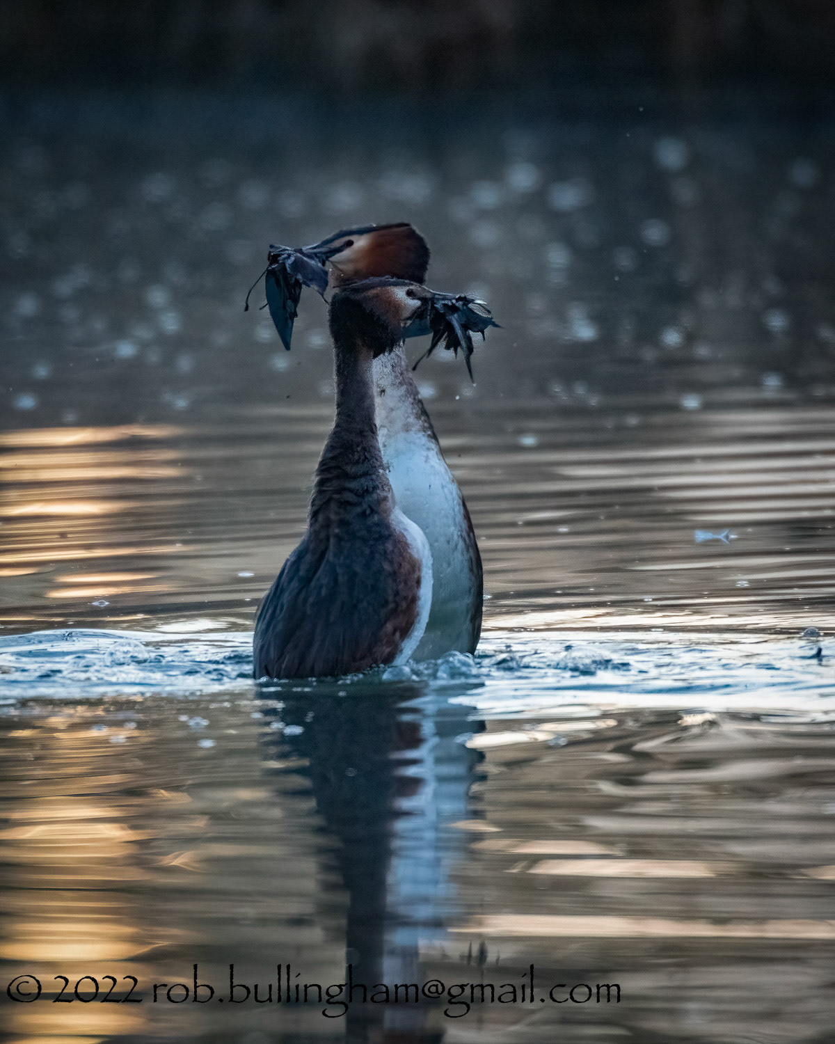 Grebe Weed Dance