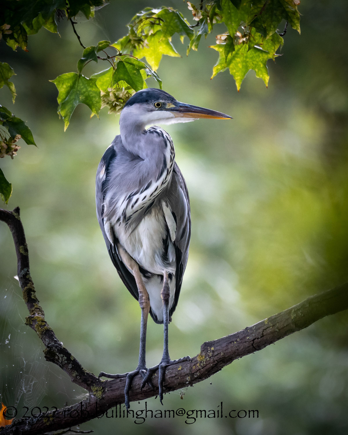 Young Heron in the Park