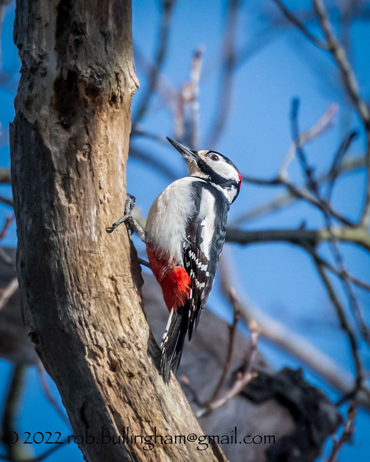 Greater Spotted Woodpecker