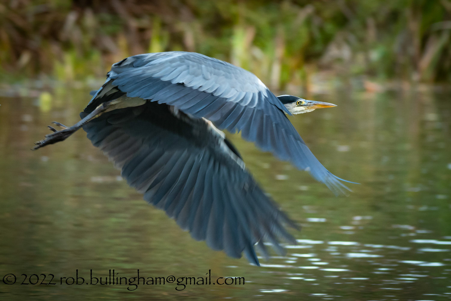 Grey Heron taking Flight