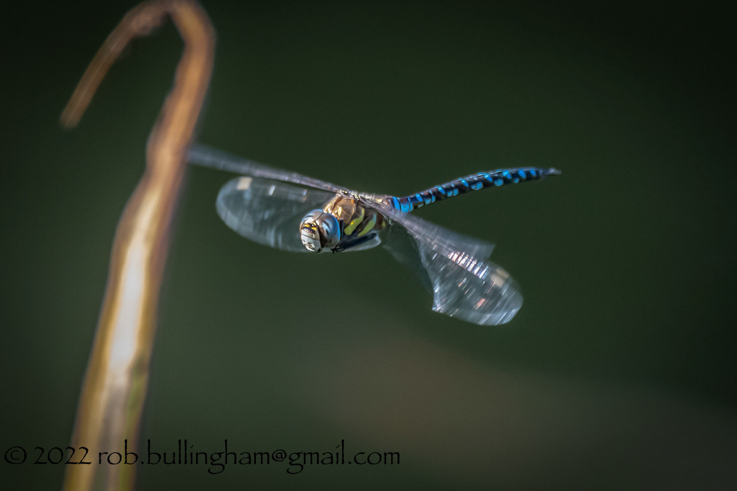 Dragonfly in Flight