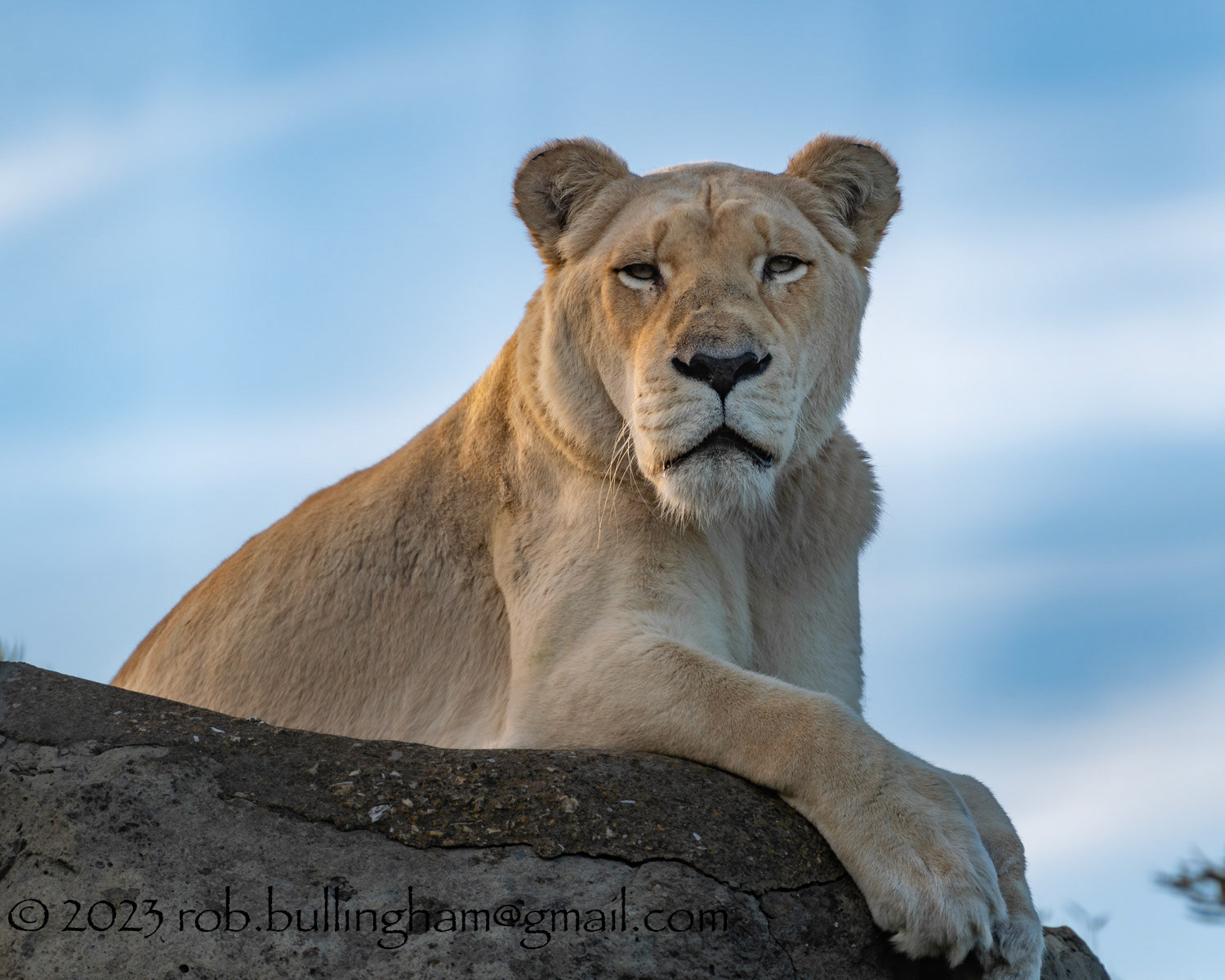 Big Cats at the Wildheart Sanctuary