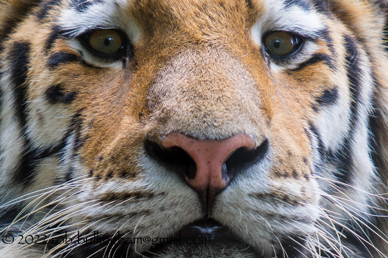 Close up of one of the Magnificent Tigers at Dartmoor Zoo